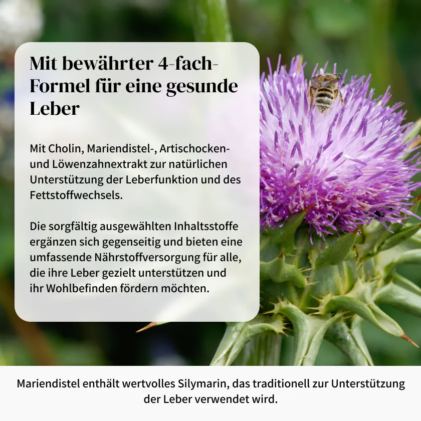 Hepa Kapseln für die Leber